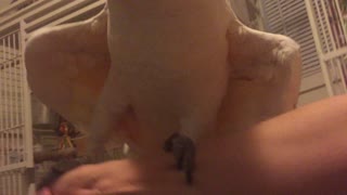 Cockatoo Bedtime Drama