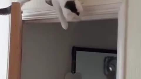 Cat Waiting on Top of Door for Ambush Discovers Gravity