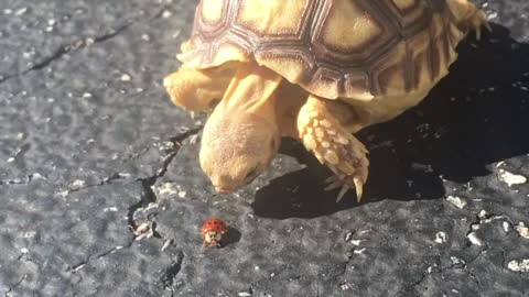 Tortoise Tries to Catch Ladybug