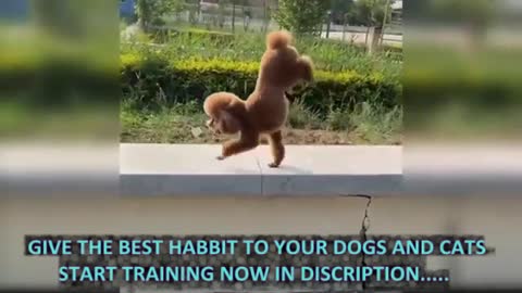Baby Dogs - Cute and Funny Dog Videos Compilation #3 | watch now