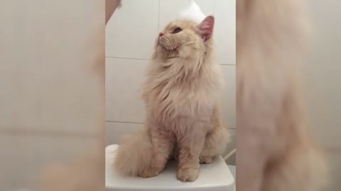 Meet Meepo, the cat who loves to take showers