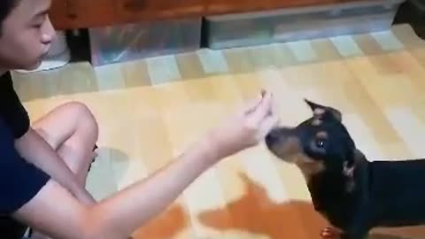 Dachshund knows what are the bad foods for him