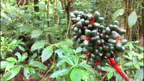 Monteverde Cloud Forest in Monteverde, Costa Rica