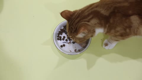 You're Feeding Your Cat Wrong