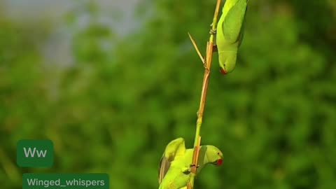 Ringnecks Parrot