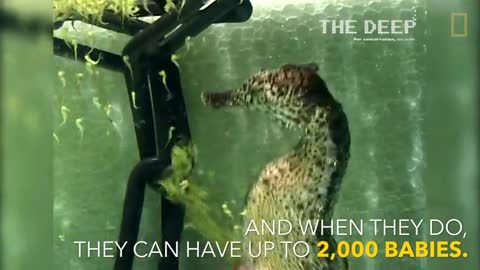 Watch a Seahorse Give Birth to 2000 Babies National Geographic