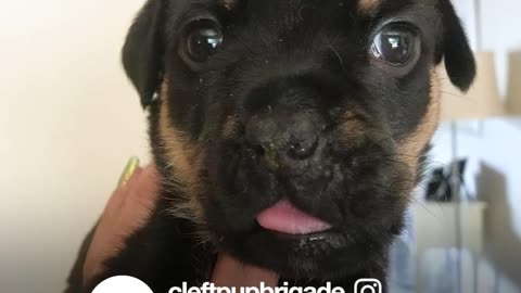 Tiny Abandoned Puppy Is 100% Perfect | The Dodo Little But Fierce