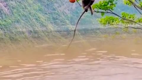 Funny monkey forest status //monkey fun with tiger in river🥰🥰🦁🦁😆