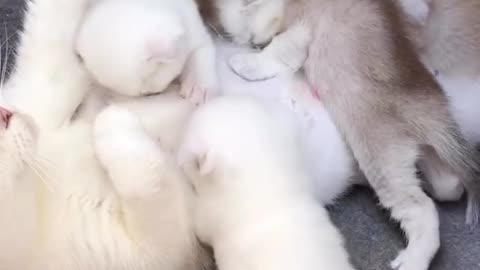 cute cat feeds kittens