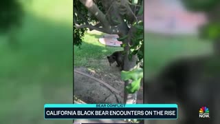 Black bear encounters on the rise in California NBC News