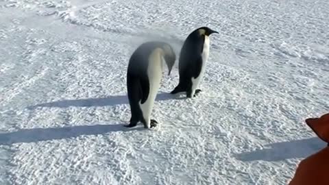 Emperor Penguin observing