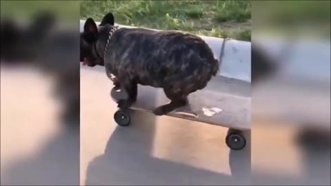 Funny Video of Dog - Dog Riding a Skateboard