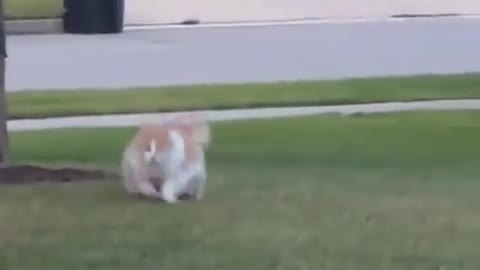 CHONKY CAT RUNNING IN MY BACKYARD
