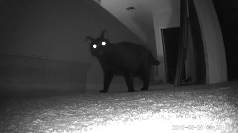 Cats Running with Glowing Eyes