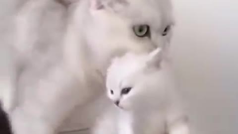 Baby cau _cat with funny video