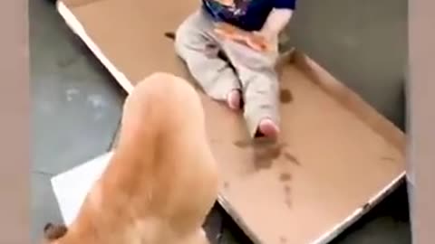 funny baby and cat relation