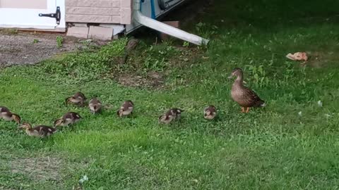 Awww Little Baby Quackers