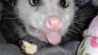 Opossum Dines on Doughnut