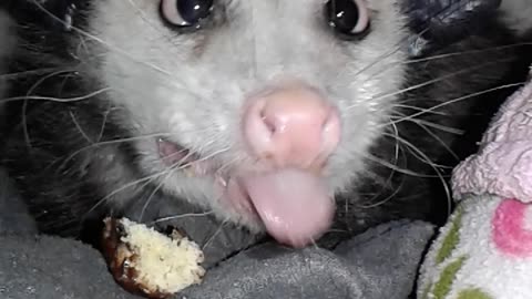 Opossum Dines on Doughnut