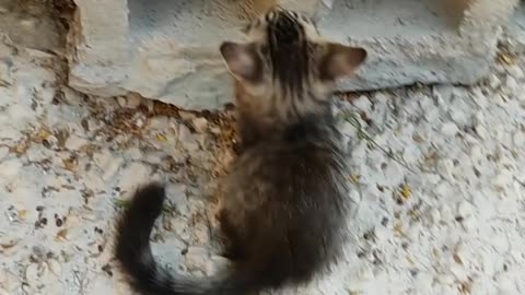 Funny cat fight