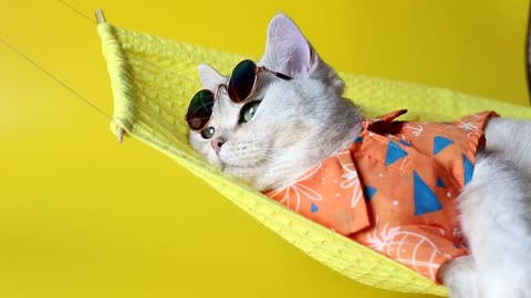 Adorable white cat in sunglasses and an shirt, lies on a fabric hammock.