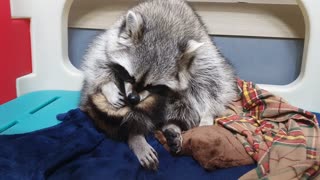 Raccoon is sitting and keeping its tail hair clean