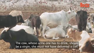 We Drink Cow Urine