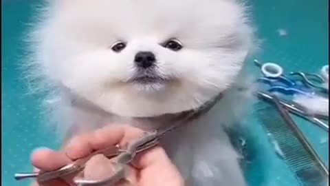 Cute Dog Short VIDEO 🐕🐕