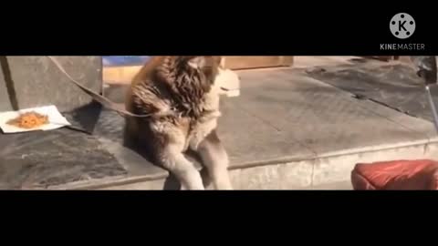 Funny #Dog Videos #2021