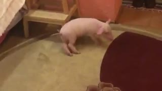 Dance of the pig
