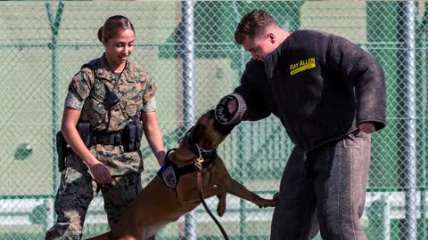 Working Dog retires and is reunited with former handler