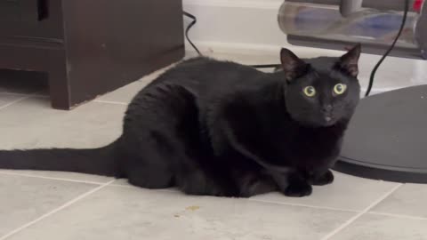 Adopting a Cat from a Shelter Vlog - Cute Precious Piper is Always Worth Recording #shorts