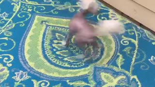 Small white tan dog spins in circles when its dinner time