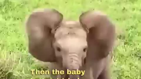 Elephant baby amazing