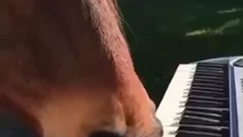 A horse playing the piano professionally 😘🐎