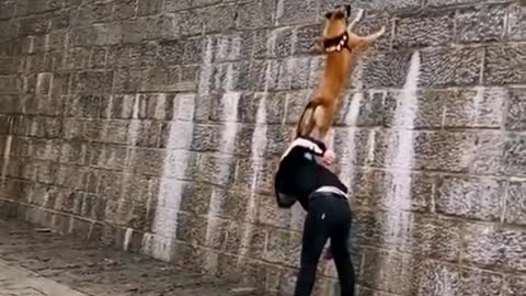 Dogs That Fly - Malinois & Alsatian Dogs Show Their Jumping Agility #Shorts