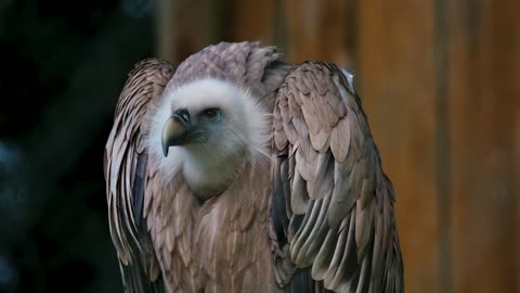 pet vulture