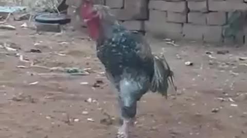 Military cock is another level hahahaha