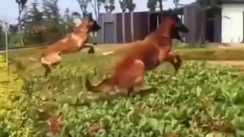 Dogs long jump 💥💥💥😮