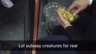 Lol subway creatures for sure man eats salad with hands