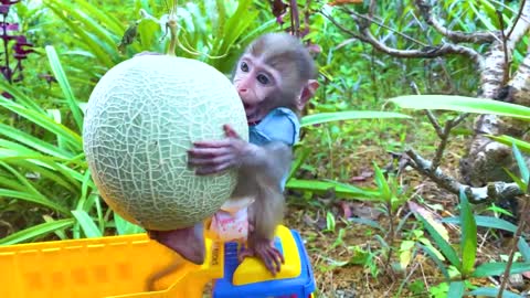 Bip Bip goes to harvest fruit on the farm the latest funny animal videos for monkeys