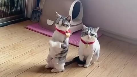 funny cat video