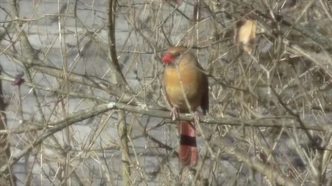 Female cardinal singing