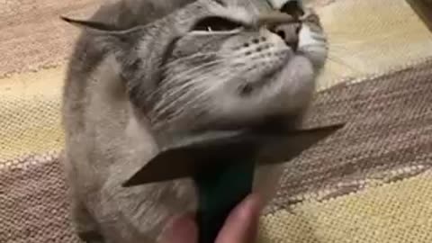 Cute kitten loves to be petted