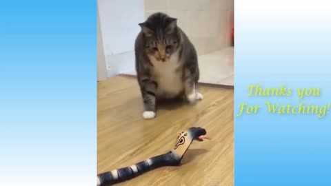 Funny Cats Videos 😂Try not to laugh 😆