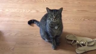Lady meows and then black and grey cat replies with meows then comes to her
