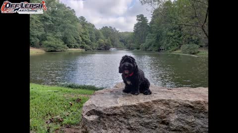 1 Year Old Cockapoo "Winnie" Before/After Video | Georgia Dog Trainers