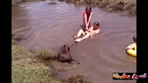 A dog saves children from drowning