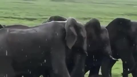 Elefant gives birth herd celebrates