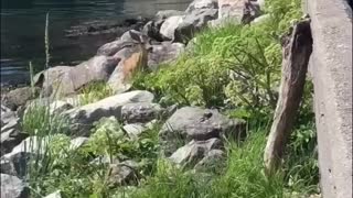 Swimming Deer Leaps out of Water Past People